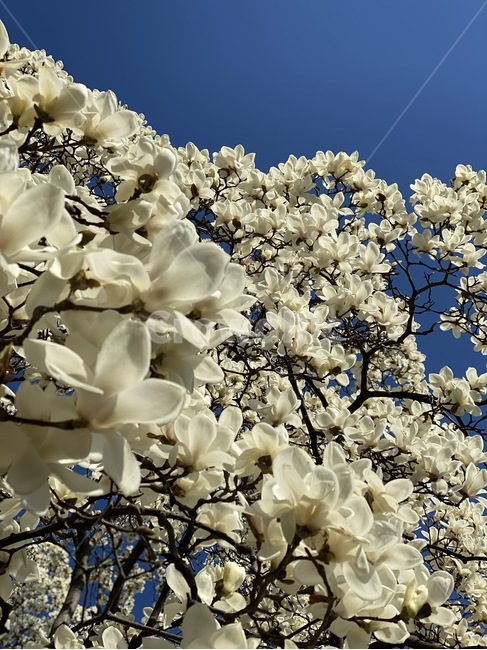 봄,꽃,목련,식물,flower