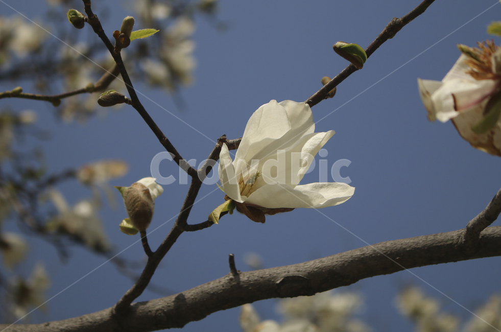 plant,식물,flower,blossom,꽃,white,흰꽃,하얀,whiteflower,하얀꽃,흰,봄,spring,봄꽃,식물,자연,plants,nature,꽃,flower