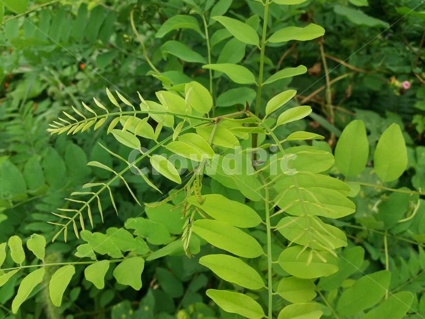 plant,식물,leaf,잎,아카시아,나무,연두색,식물,자연,plants,nature