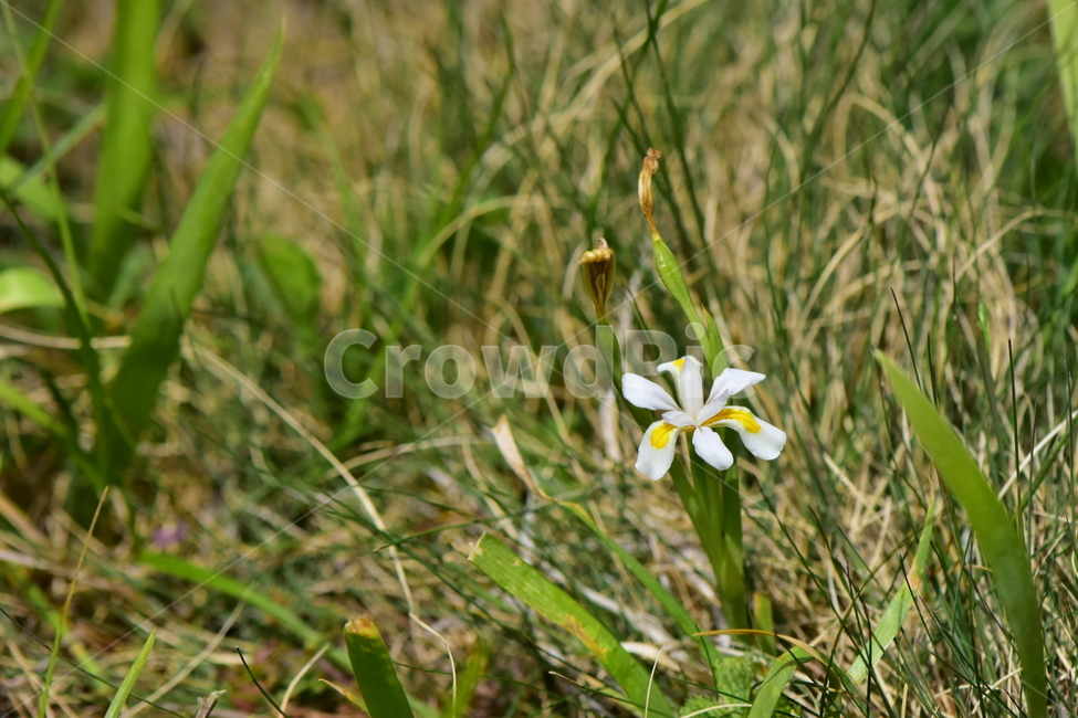 노랑무늬붓꽃,야생화,꽃,식물,자연,생태,플라워,wildflower,flower,plants,nature,season,감성,느낌,emotion,feeling