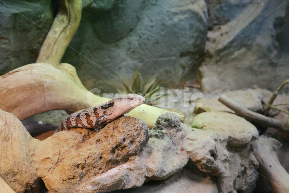 푸른혀도마뱀,블루텅스킨크,easternbluetonguedskink,파충류,lizard,tiliquascincoides,도마뱀,동물,animal,dragon,야생,푸른혀,파충류,양서류,reptile,amphibian