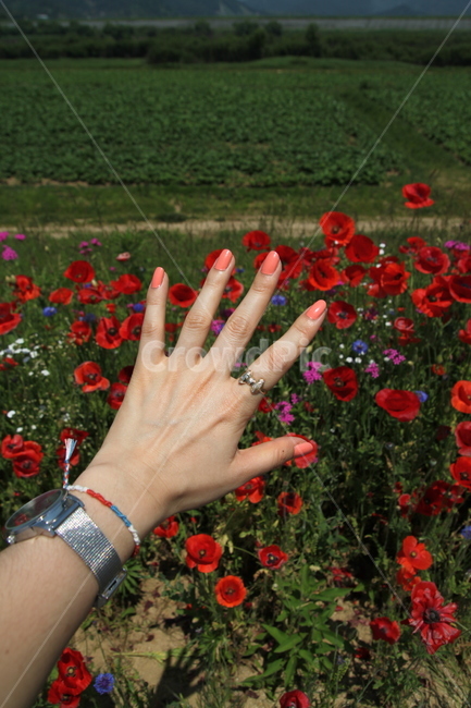 poppy,womans hand,flower,red flower,hand