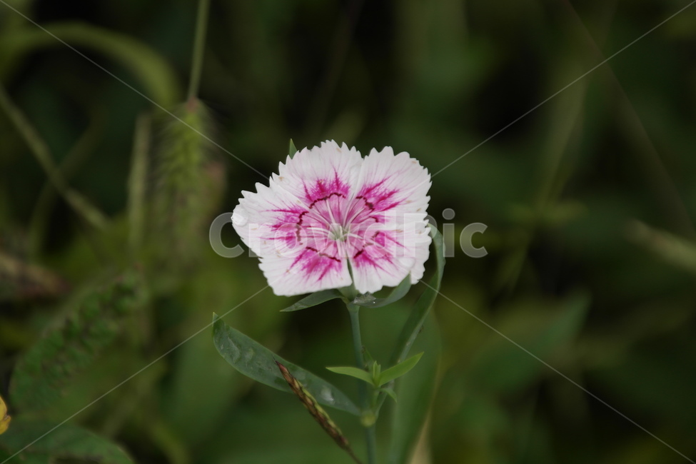상록패랭이,패랭이꽃,패랭이,빨간패랭이꽃,상록패팽이꽃,꽃,flower