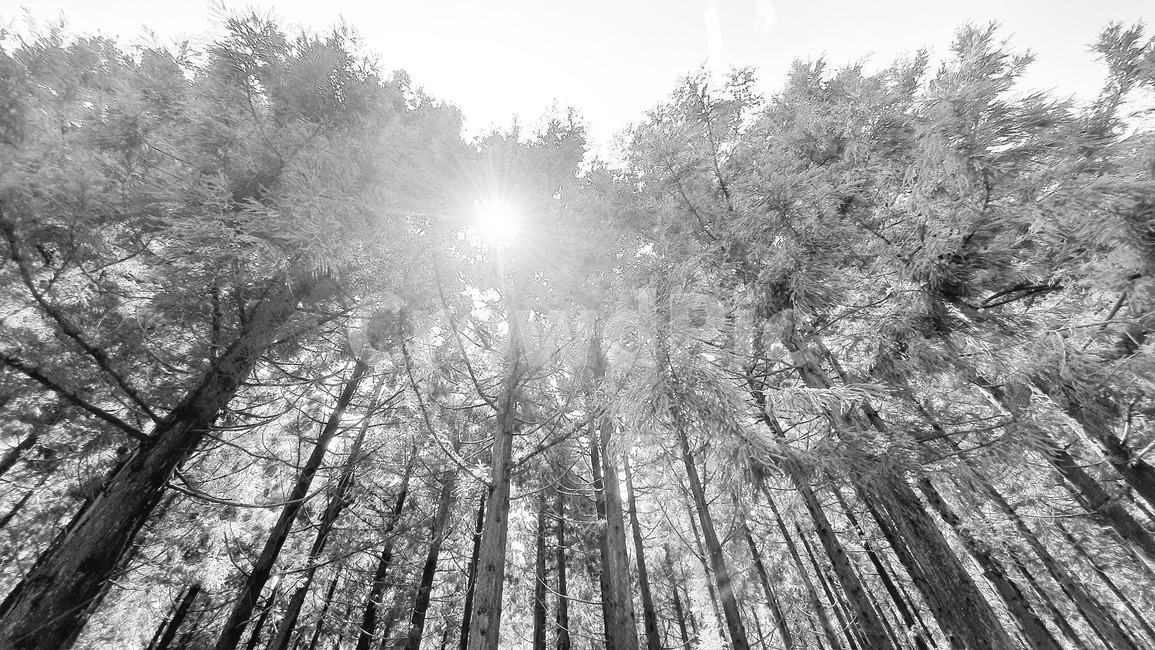 flare,플레어,light,빛,vegetation,식물,초목,plant,나무,제주도,숲,겨울,계절,winter,season,나무,trees,wood