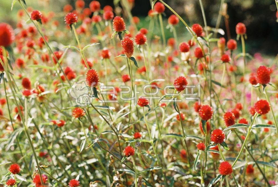 backlight,flower garden,red,film photography,Cheonilhong,petal,fall,season,Emotion,blossom,nature,film,flower,red flower,Red,plant,autumn