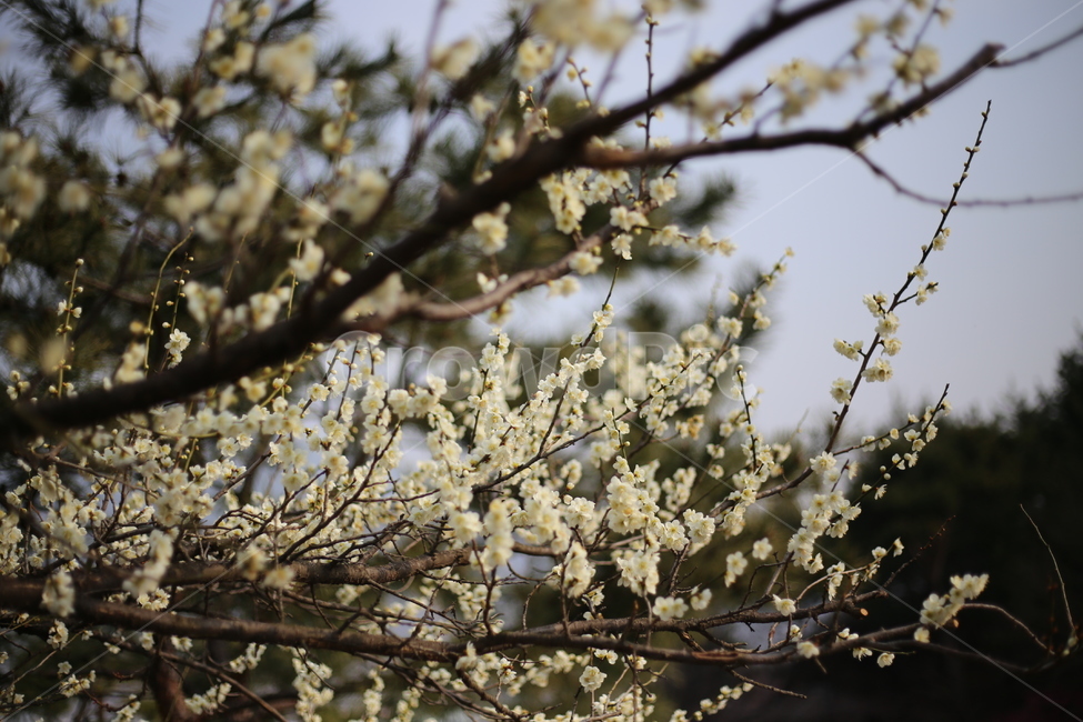 매화,봄,식물,꽃,봄꽃,봄,계절,spring,season,식물,자연,plants,nature,꽃,flower,plant,blossom