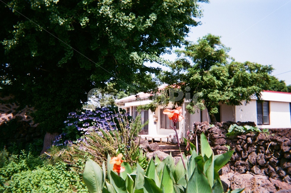 나무,꽃,하늘,풍경,제주,여름,돌,돌담,색감,초록색,집,house,sky,landscape,summer,햇빛,조용함,햇살,맑음