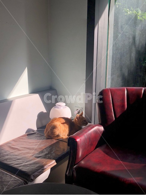 고양이,실내,소파,동물,카페,애완동물,길고양이,햇살,창문,빛,빨간색,빨간소파,가죽소파,cat,animal,sofa,cafe,동물,animal,포유류,mammal,고양이,cat,kitten,kitty