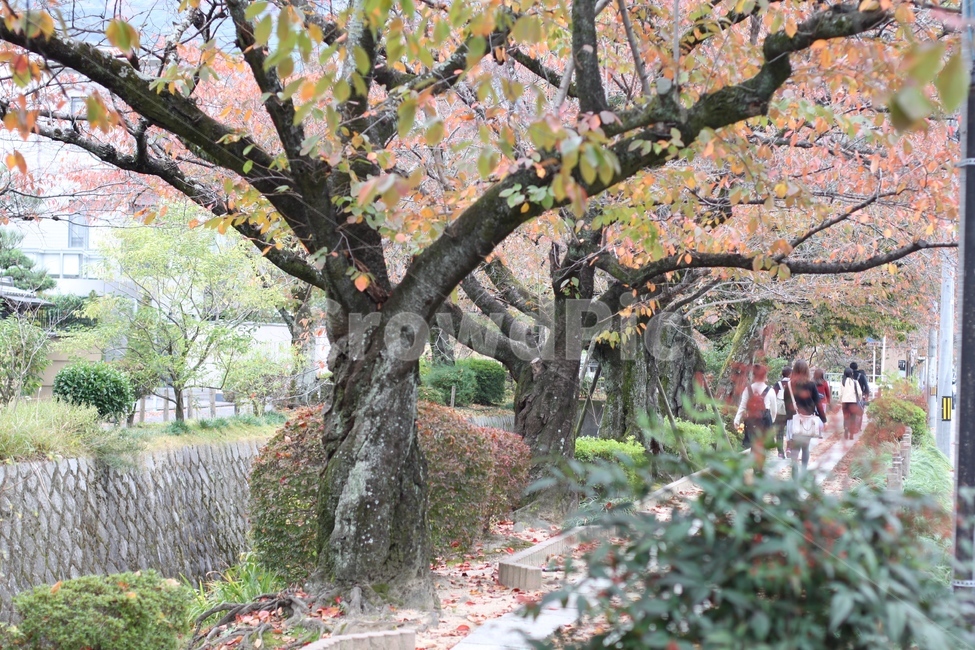 식물,person,tree,벚꽃,철학의길,일본