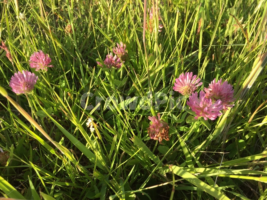 plant,식물,꽃,flower,풀,grass,토끼풀,클로버,redclover,분홍꽃