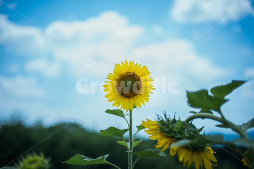 해바라기,꽃,sunflower,flower,함안해바라기축제,식물,자연,plants,nature,꽃,flower