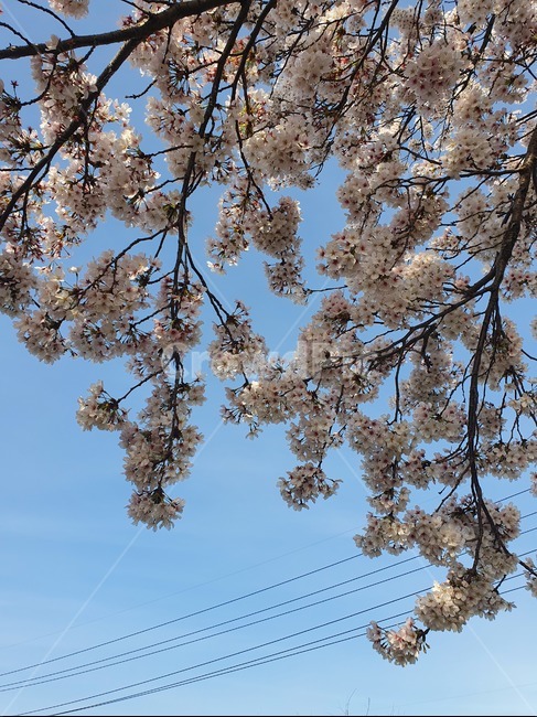 벚꽃,나무,하늘,봄,꽃,벚나무,flower
