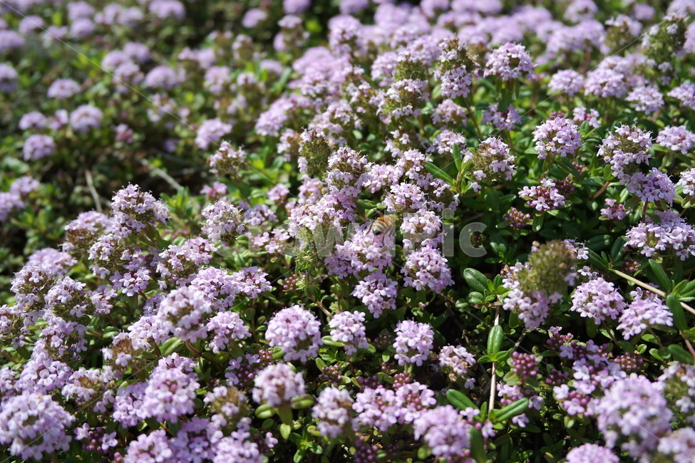 plant,식물,blossom,꽃,보라색
