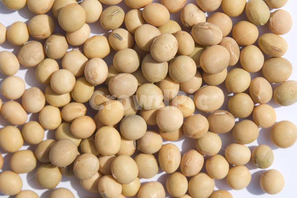 식재료,vegetable,갈색,브라운,곡류,곡식,음식,모아놓은,모으기,농작물,음식재료,콩류,모아둔,자연,메주콩,soybean,soy,bean,식물,열매,많은,다수,콩,탑,탑뷰,탑앵글