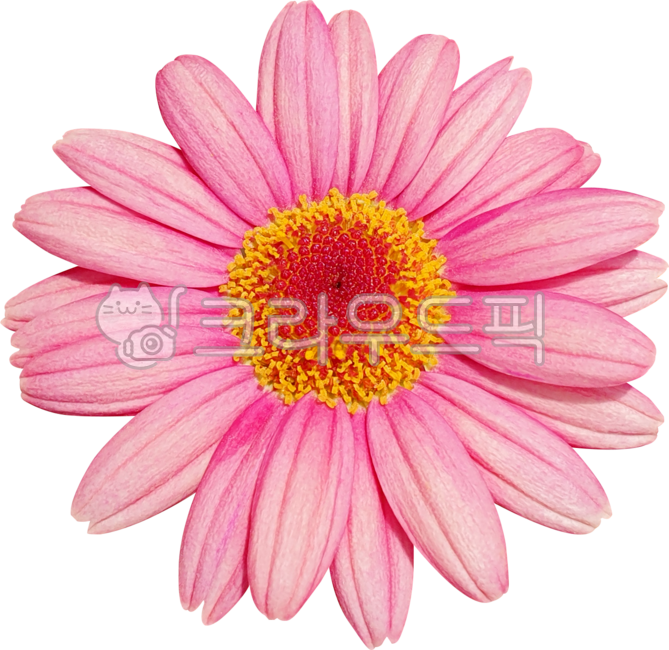 flower,분홍,데이지,국화,목마가렛,marguerite,frutescens,margueritedaisy,parisdaisy,argyranthemumfrutescens,chrysanthemumfrutescens,블로섬,봄,개화,꽃,식물,보라색,꽃잎,네이처,여름,yellow,dahlia,들꽃