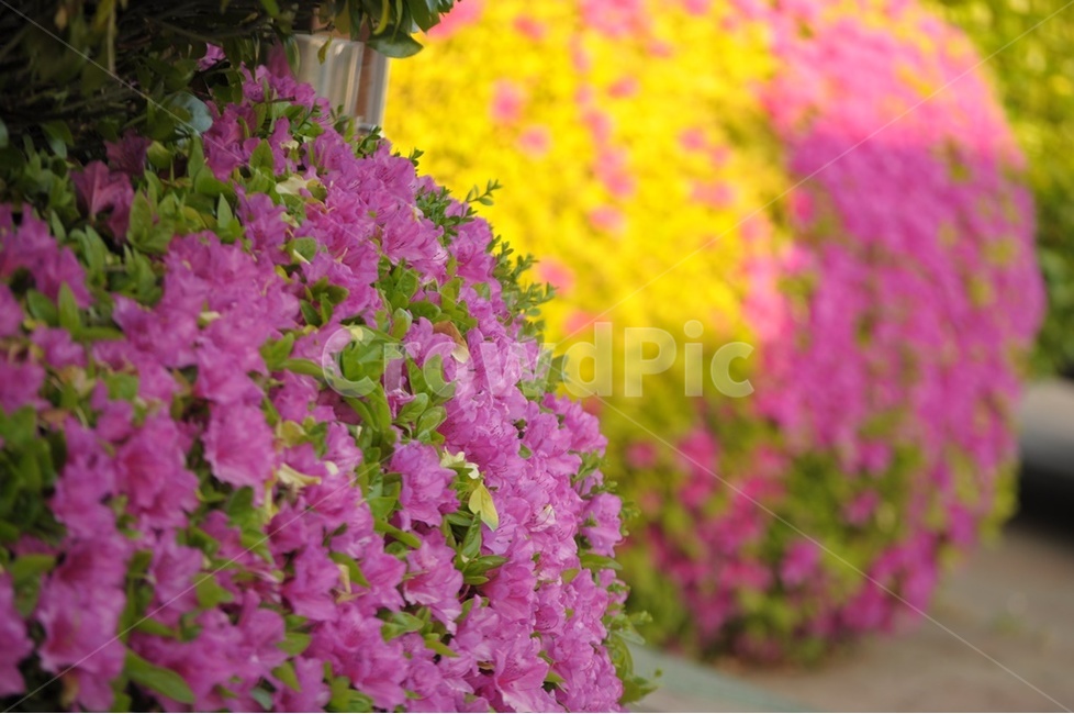 철쭉,봄의전령사,분홍철쭉,야생화,진달래,식물,자연,plants,nature,꽃,flower