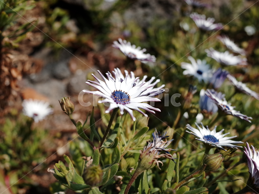 꽃,꽃밭,자연,식물,향기,감성,계절,봄,한국꽃,색채,색감,flower,flowers,plants,nature,beautiful,spring,식물,자연,plants,nature,꽃,flower