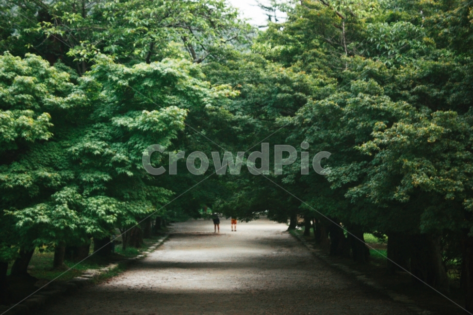 초록,숲,자연,그림자,감성,여유,자연,풍경,nature,landscape,outdoors,옥외,garden,정원,arbour,정자
