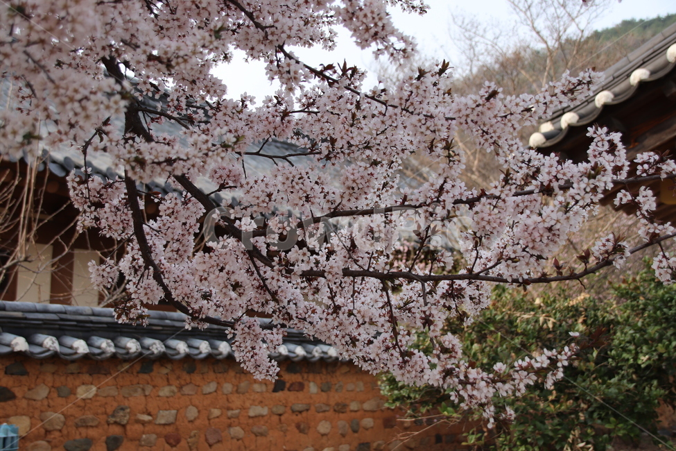 봄,벚꽃,꽃,벚꽃나무,자연,봄,계절,spring,season,한국전통,한국문화,korean traditional,korean culture,식물,자연,plants,nature,꽃,flower,plant,blossom,cherry blossom