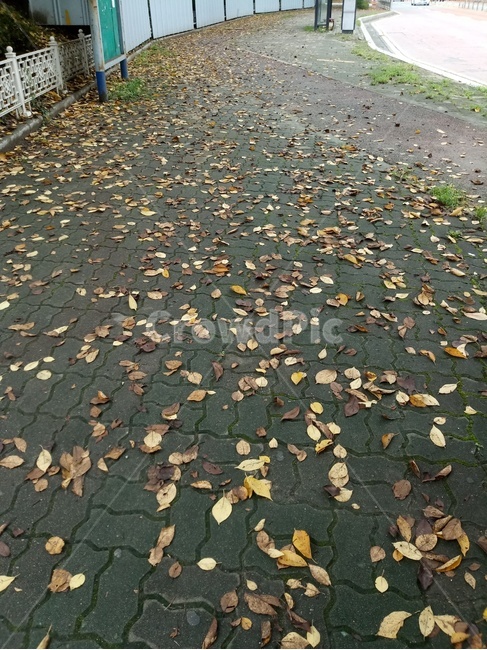 통로,보도,깔개,포장,잎,식물,낙엽,버스정류장,길,가을,낭만