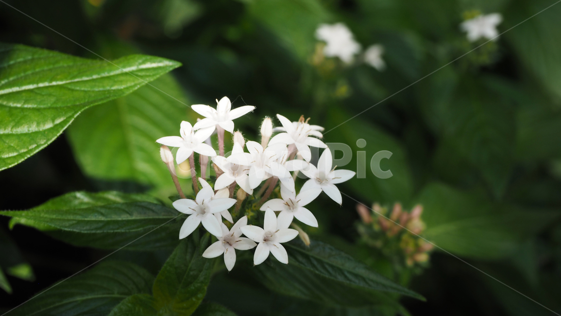 야생화,꽃,식물,wildflower,flower,plant,blossom,들꽃,식물,자연,plants,nature,꽃,flower