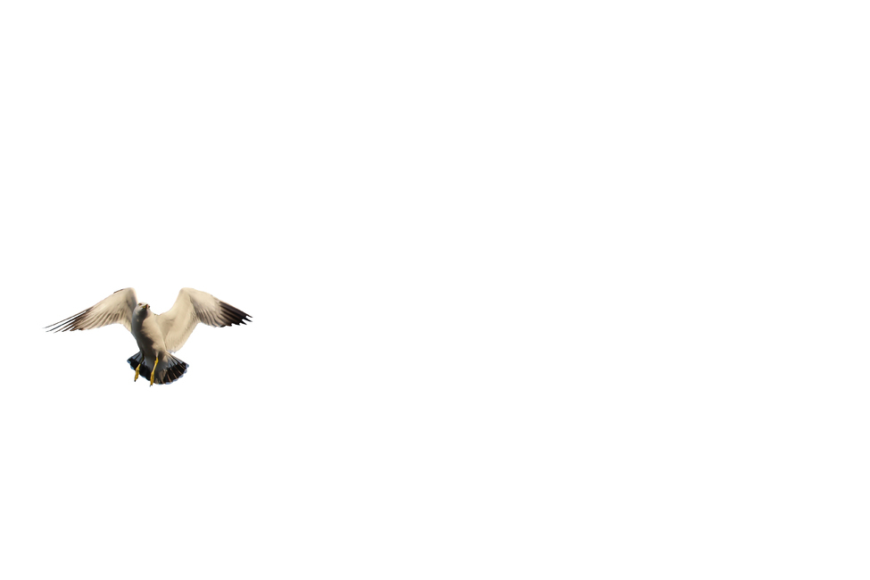 갈매기,새,조류,날개,바다,누끼,바닷가,자연,하늘,부리,동물,animal,조류,새,birds,누끼,remove background
