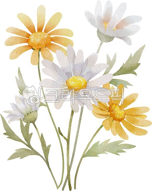 데이지, 데이지꽃, 꽃일러스트, 데이지일러스트, 수채화, 사진,이미지,일러스트,캘리그라피 - OK디자인작가
