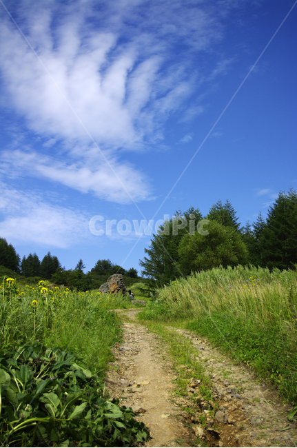 길,하늘,구름,신록,식물,나무,자연,풍경,nature,landscape,grassland,목초지,outdoors,옥외,field,들,road,도로,gravel,자갈,dirt road,흙길