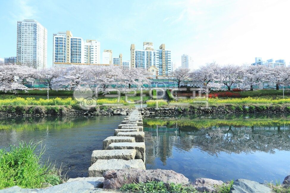 봄,부산,온천천,벛꽃,온천벛꽃
