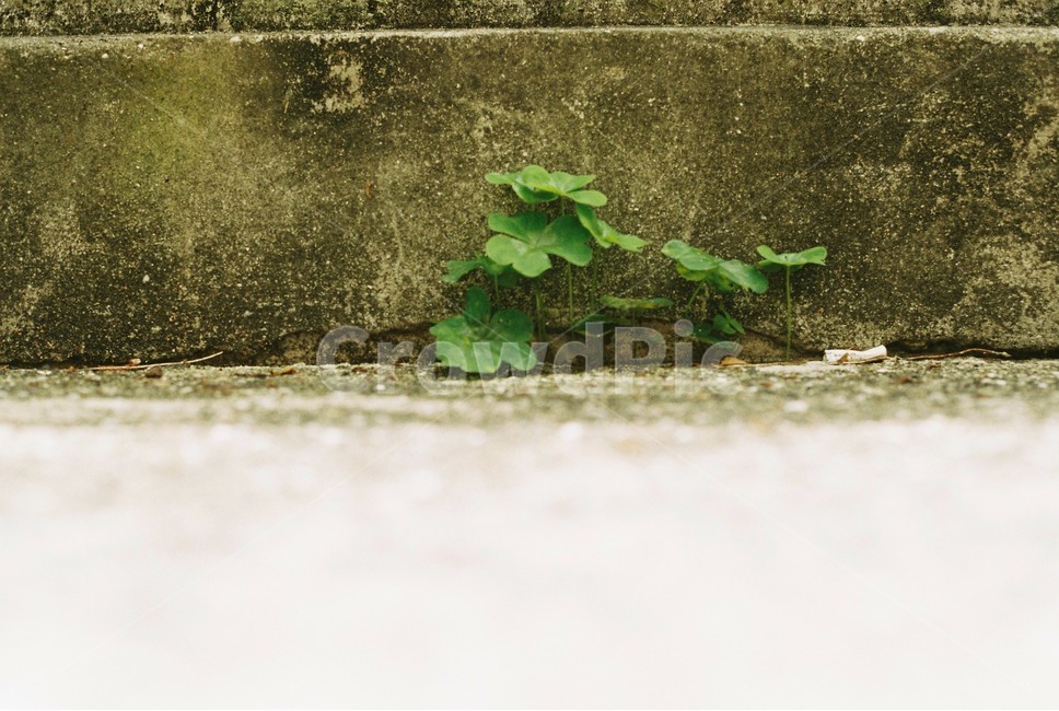 three leaf clover,plant,clover,wall,fence,wild grass