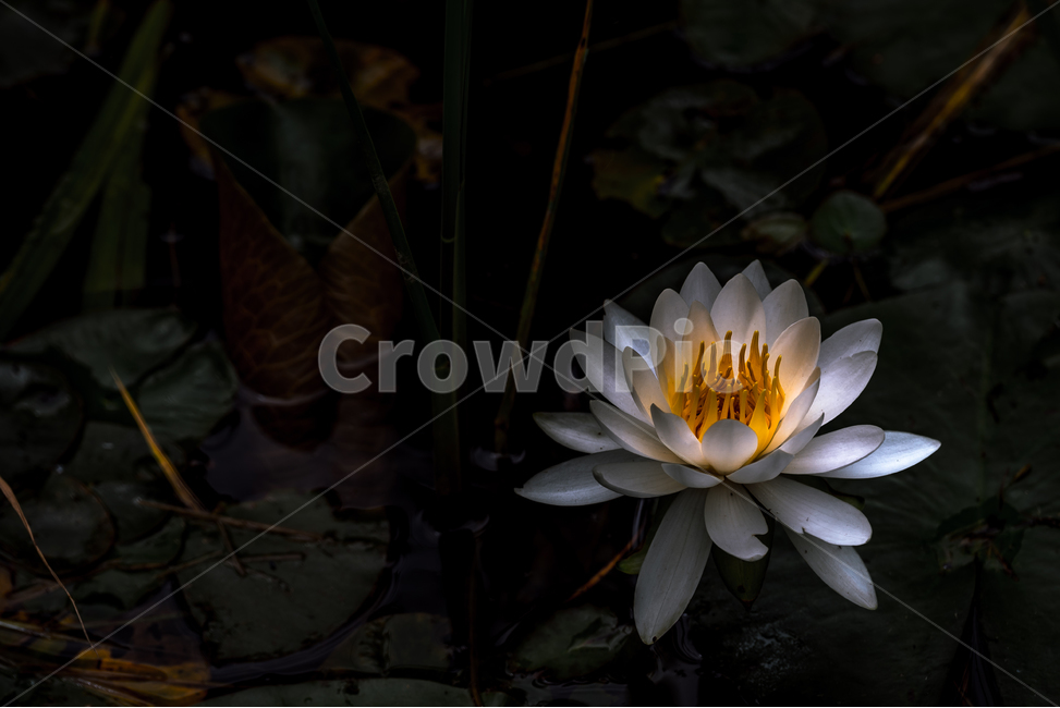 수련,식물,수생식물,꽃,련,식물,자연,plants,nature,꽃,flower