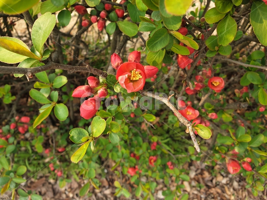 꽃,blossom,명자나무,flowèr,나무,꽃잎,식물,plant,초목