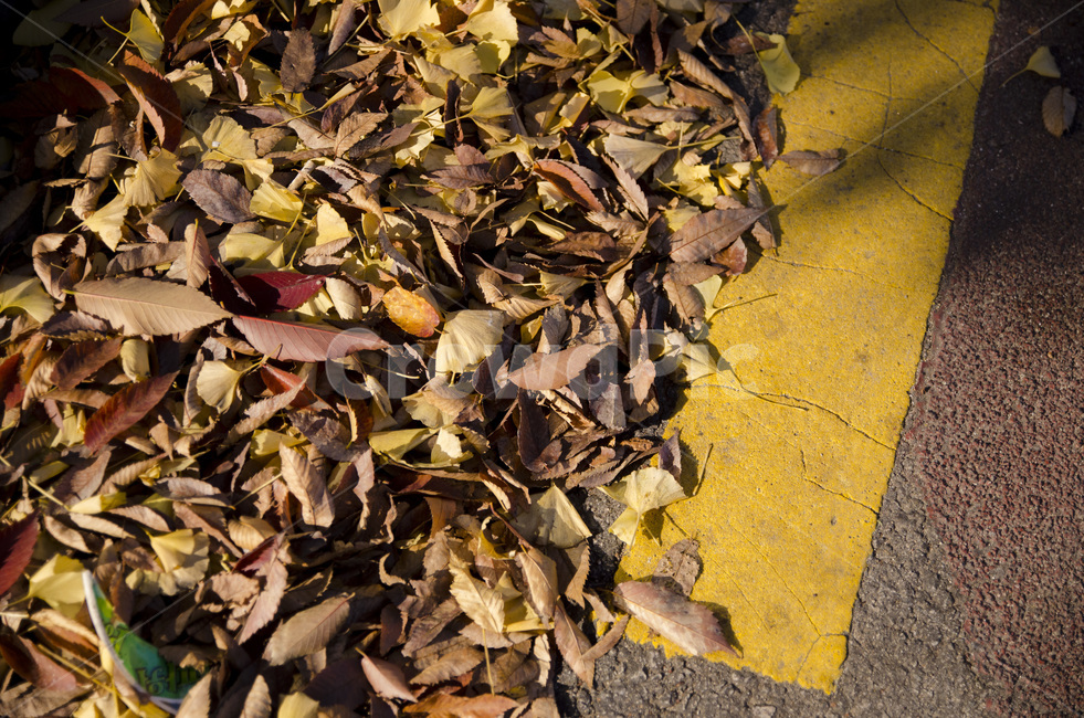 가을,낙엽,낙엽모음,낙엽바스락,바스락,갈색,가을,계절,fall,autumn,season,plant,식물,leaf,잎,ground,바닥