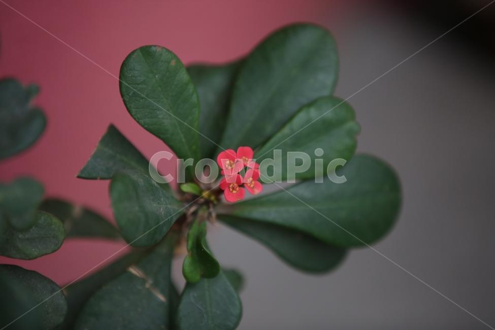 꽃,작은꽃,빨간꽃,실내정원,화분,식물,자연,plants,nature,꽃,flower