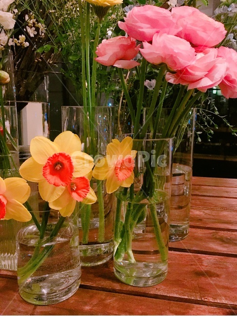 꽃,식물,꽃집,수선화,라넌큘러스,꽃,flower,실내용화초,화분,화초,house plant