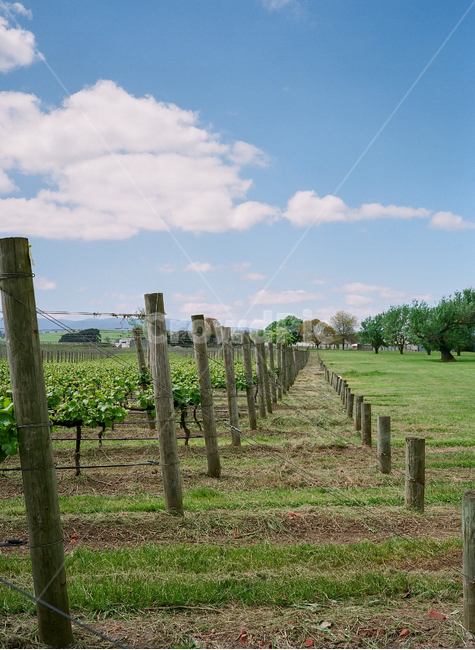 nature,countryside,자연,farm,농장,와인,wine,필름,필름사진,구름,멜번,멜버른,호주,양조장,나무,하늘