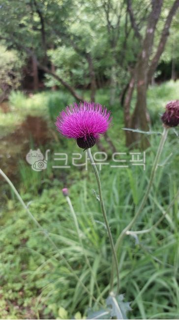 엉겅퀴,국화과,엉겅퀴속,japonicum,flower,꽃,보라,purple,초목,vegetation