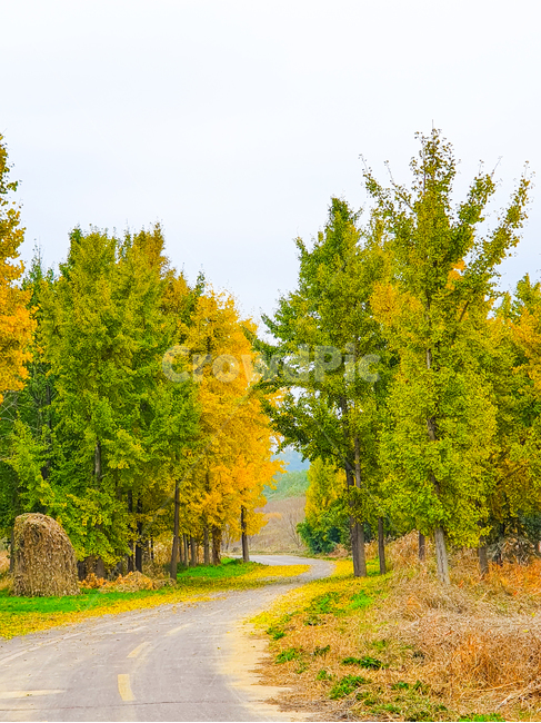 tree,나무,plant,식물,road,도로,옥외,outdoors,자연,nature,은행나무,자전거도로,은행나무길,길,풍경,잎,계절,가을,은행나무숲,라이딩,abies,아비,구과식물,conifer,전나무,fir,산책길,인도,단풍,은행,가을,계절,fall,autumn,season,자연,풍경,nature,landscape