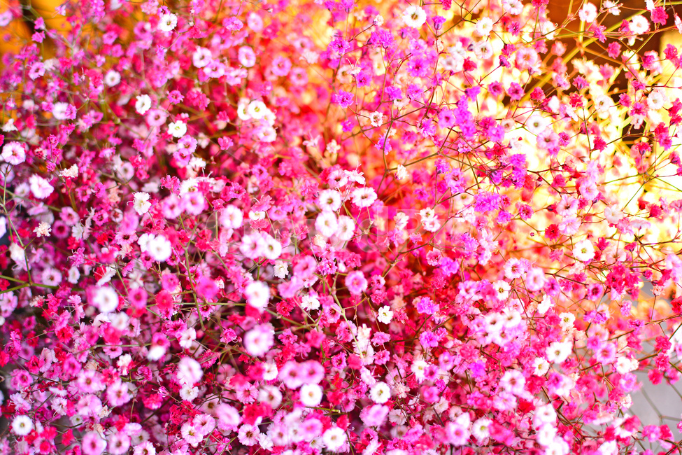 봄이미지,봄,꽃,안개꽃,감성,분위기,느낌,필,배경,바탕,백그라운드,dreamy,flowers,feeling,emotion,sensibility,background,화려한,아름다운,예쁜,칼라풀,색감,colorful,봄,계절,spring,season,식물,자연,plants,nature,꽃,flower,색깔,색상,색채,색감,color sense,color sensitivity,feeling of color,light,빛