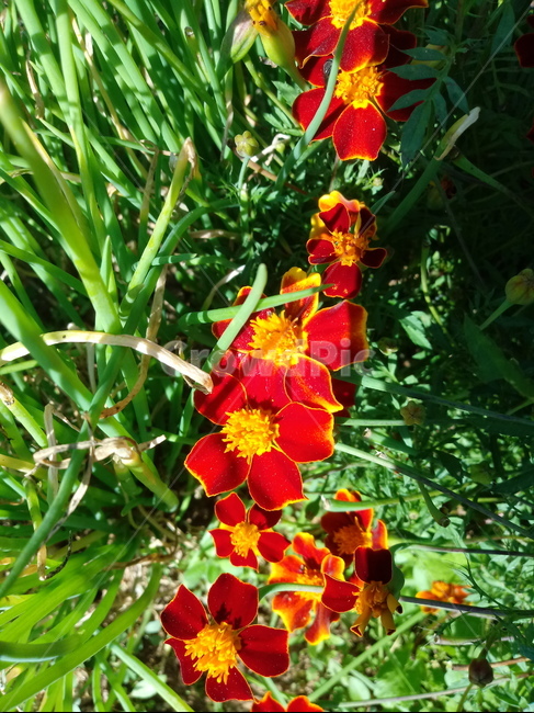 꽃,식물,flower,plant,꽃잎,메리골드,금잔화,금송화,식물,자연,plants,nature,꽃,flower