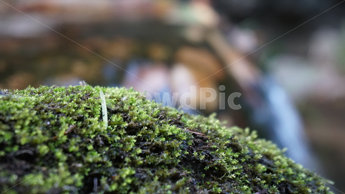 이끼,바위,물,수분,감성,식물,자연,plants,nature