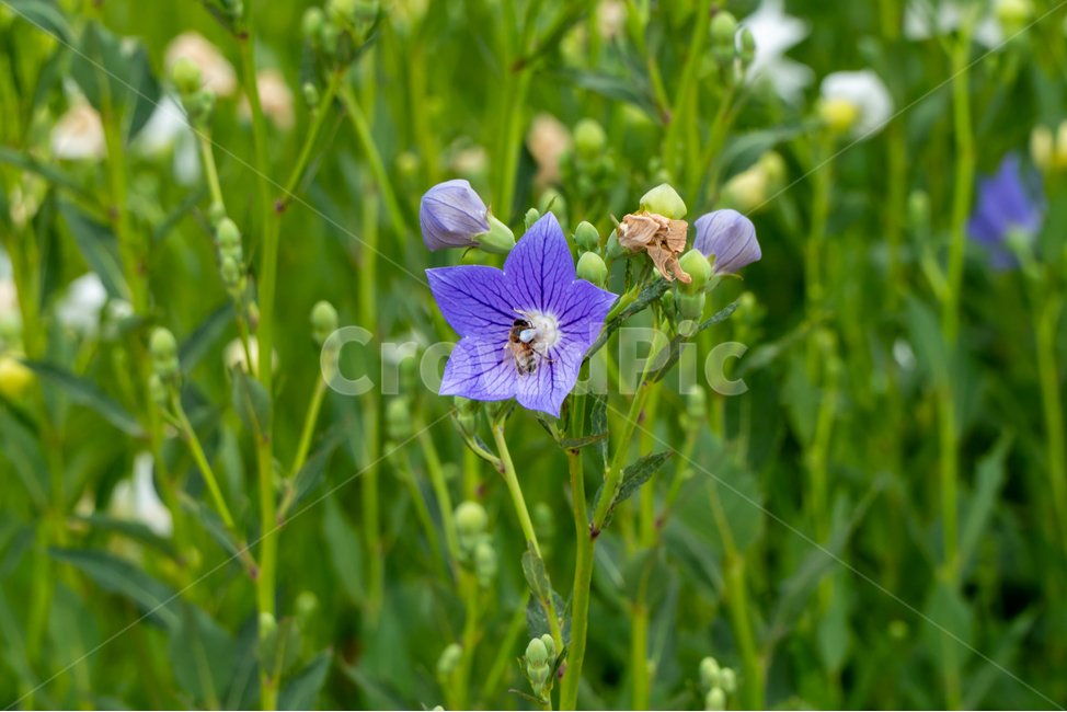 도라지꽃,꽃,보라색꽃,식물,양용작물,도라지,자연,flower,꿀벌,벌,nature,plants