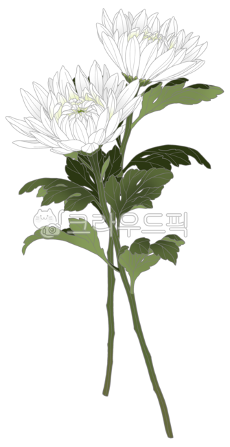 Chrysanthemum,white chrysanthemum,chrysanthemum flower,funeral,funeral service,portrait,funeral home,death,deceased,sadness,condolences,condolence,remembrance,mourning,condolence,repose,condolence,flower,flower,chrysanthemum,flower ill