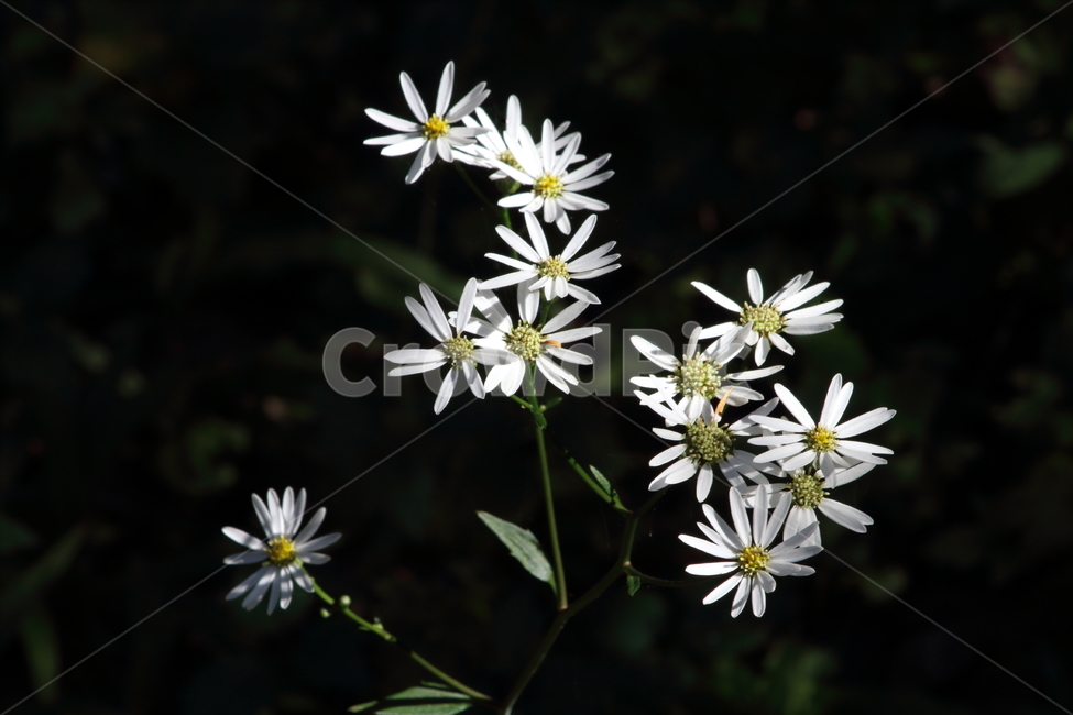 참취,꽃,야생화,식물,aster,식물,자연,plants,nature,꽃,flower