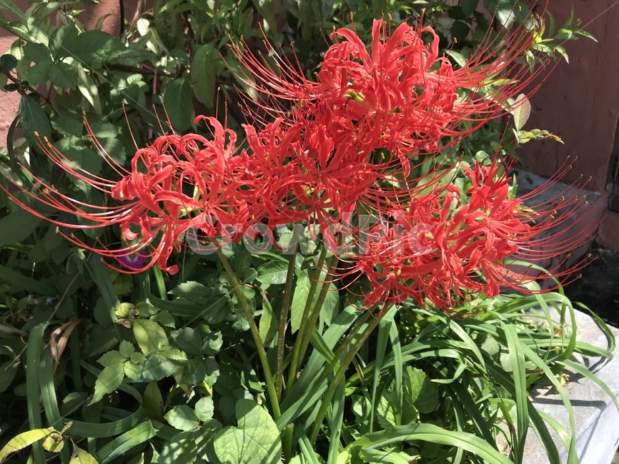 꽃,flower,식물,빨간색,가을,감성,식물,자연,plants,nature,꽃,flower