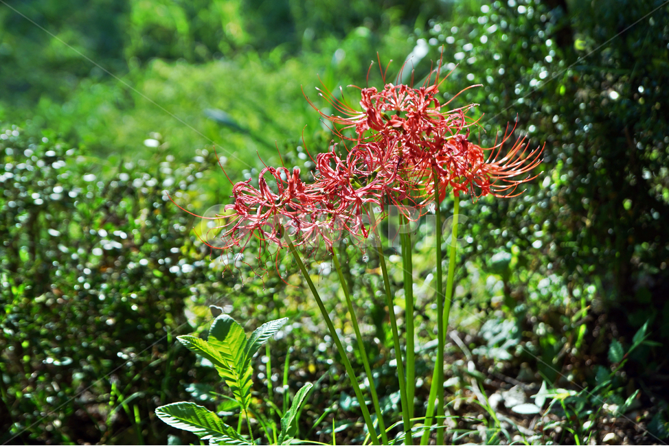 꽃무릇,상사화류,석산,독무릇,산오독,산두초,redspiderlily,가을,빨간꽃,식물,화단용,꽃꽂이용,식물,자연,plants,nature,꽃,flower