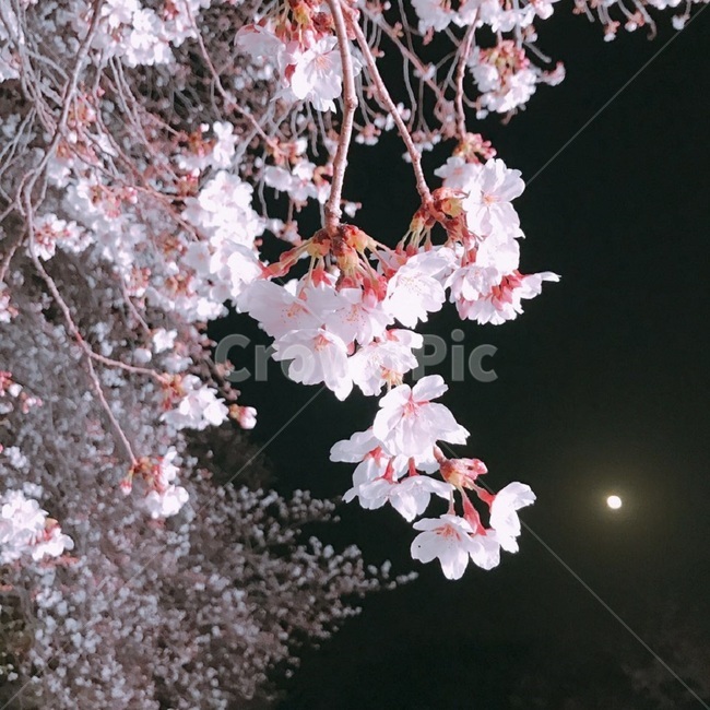 벚꽃,밤,꽃,봄,벚꽃축제,감성,낭만,봄,계절,spring,season,야경,밤,풍경,nightscape,night,landscape,식물,자연,plants,nature,꽃,flower,plant,blossom
