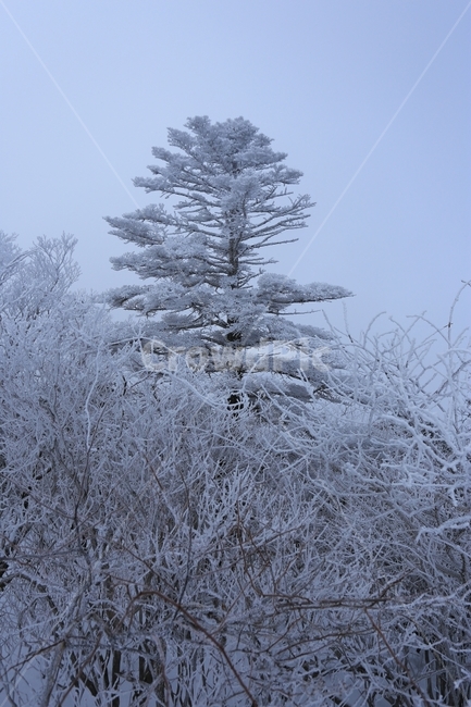 태백산,눈,겨울,풍경,설경,winter,snow,겨울,계절,winter,season,식물,자연,plants,nature,나무,trees,wood