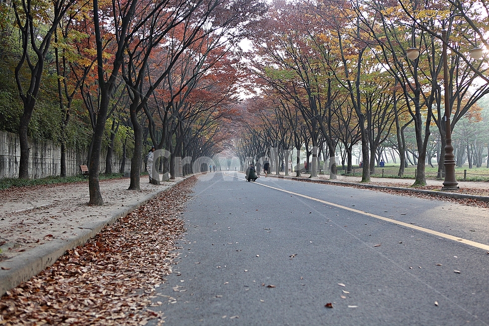 길,단풍길,조깅,사람,단풍,낙엽,산책로,로드,식물,자연,풍경,인천대공원,안개,가을,계절,fall,autumn,season,자연,풍경,nature,landscape,asphalt,아스팔트,plant,tree,나무