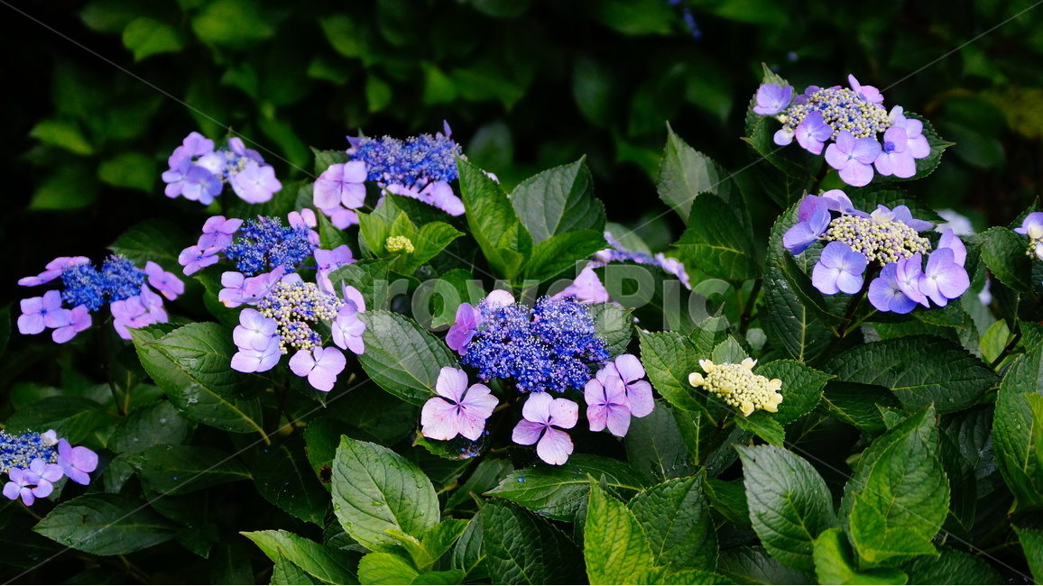수국,산수국,꽃,꽃사진,태종대,식물,식물,자연,plants,nature,꽃,flower